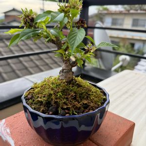 旭山桜,植替え,桜盆栽の画像