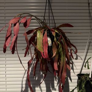 リプサリス ラムローサ,リプサリス ラムローサ,珍奇植物,ハンギング,部屋の画像