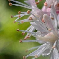 ティアレラ,トレニア,ツリガネソウ,ティアレラ シルベラード,夏菫の画像