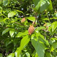 ロウバイの画像