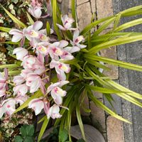 シンビジウムの画像