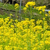 スイセン,菜の花,ナノハナ,なのはな,癒されての画像
