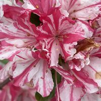 アザレア,アザレア,アザレア,アザレア,iPhone17の画像