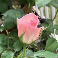 バラ,ブライダルピンク,鉢植え,バラ 鉢植え,バラのある暮らしの画像