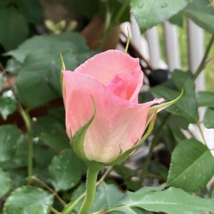 バラ,ブライダルピンク,鉢植え,バラ 鉢植え,バラのある暮らしの画像