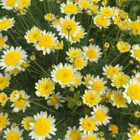 ボンザマーガレットの画像