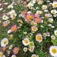 ウインターコスモス,ハツコイソウ,エリゲロン,サギゴケ,玄関の画像