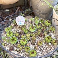 上海ローズ,巻絹,コーンストーン,巻絹イワレンゲ,アラジンの画像