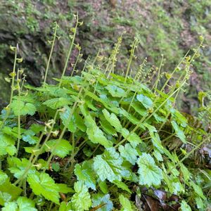 コチャルメルソウ,小哨吶草,雑草,山野草,野草の画像