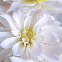 ダリア,切り花,癒し,元気もらえる,素敵な出会いに感謝の画像