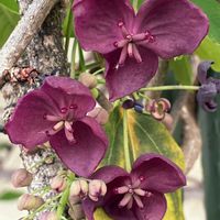 アケビ,花壇,ガーデニング,つる性植物,庭木の画像