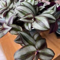 トラディスカンチア ゼブリナ,トラディスカンチア ゼブリナ,トラディスカンチア ゼブリナ,トラディスカンチア ゼブリナ,トラディスカンチア ゼブリナの画像