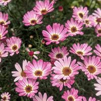 マーガレット,ローダンセマム,マックスマム,フェリシアの画像