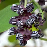 アケビ,アケビ,花壇,ガーデニング,つる性植物の画像