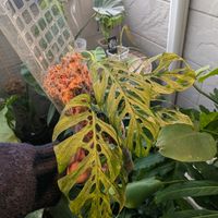モンステラ,マドカズラ,モンステラ アダンソニー,観葉植物,斑入り。の画像