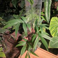 モンステラ,モンステラ　サブピンナータ,観葉植物,monstera subpinnataの画像