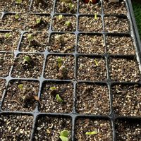 ベニバナ,フルティカ,育苗中,家庭菜園の画像