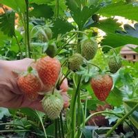 クリスマスローズ,ジニア,ニゲラ,オルレア,いちごの画像