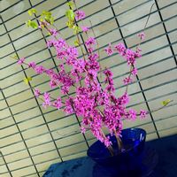 ハナズオウ,お花屋さん,熊本,春到来！,生け込みの画像