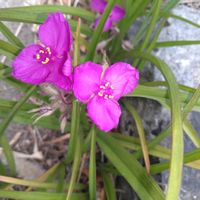 カモミール,タイム,タイム,ツユクサ,ツユクサの画像