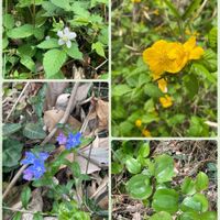 ウツギ,シラユキゲシ,タツナミソウ,ホウチャクソウ,ホタルカズラの画像