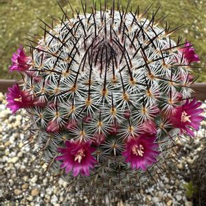 サボテン,サボテン科,サボテンの花,ピンクの花,マミラリア属の画像