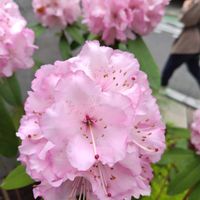 カルミアの画像