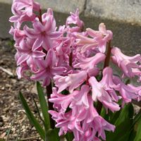 ヒアシンス,花も多肉も好き,庭の画像