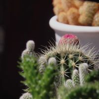 オキナグサ,サボテン,チューリップ,山野草,青森の画像