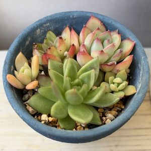 寄せ植え,ウッドデッキ,よせ植え,多肉植物 多肉の有るくらしの画像