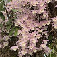 デンドロビウム,朝の散歩,台湾旅行,嶺頂公園の画像