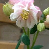 イチゴ,菜の花,葉ボタン,ミニ大根,クレマチス　ダッチェス・オブ・エジンバラの画像