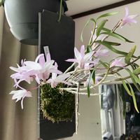 セッコク,峰娘,着生植物,デンドロビウム属,日本の蘭の画像