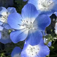 チューリップ,ネモフィラ,菜の花,国営ひたち海浜公園,大洗磯前神社の画像