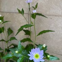 ハクリュウ,コクリュウ（黒竜）,タチテンモンドウ,コウチョウゲ,みやこわすれの画像