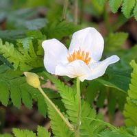 アヤメ,クロユリ,シラユキゲシ,富貴草,白花鶯神楽の画像