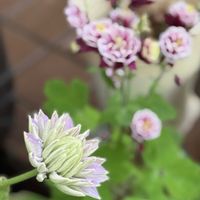 サフィニア,シラー・カンパニュラータ,クレマチス＊るりおこし,シラン クチベニシラン,かわいいな♡の画像