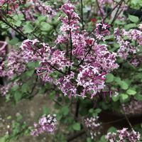 クンシラン,ライラック,お花好き,ピンク，白，淡いピンク，カーネーション，四つ葉のクローバ〜など入ってシックな色合いです,庭の画像