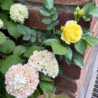 バラ,チャイニーズハット,チャイニーズハット,バラ ジャンヌダルク,バラ ジャンヌダルクの画像