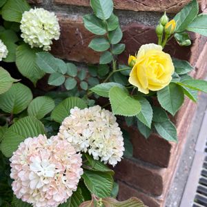 バラ,チャイニーズハット,チャイニーズハット,バラ ジャンヌダルク,バラ ジャンヌダルクの画像