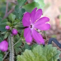 アザレア,アザレア,日本さくら草,花のある暮らし♡,おうち園芸の画像