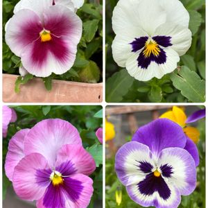 プランター,実家の庭,実家の花,ビオラ・パンジーの画像