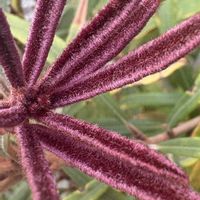 バンクシア,バンクシア プラジオカルパ,オージープランツの画像