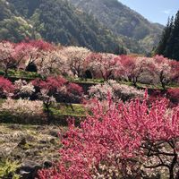 ハナモモの画像