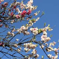 ハナモモの画像