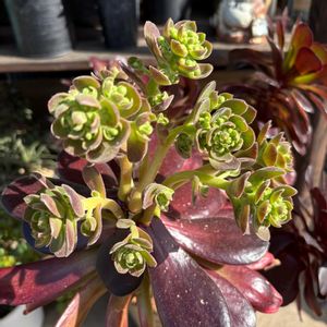 カシミアバイオレット,花芽,教えて下さい！,助けてください！,アエオ大好き！の画像