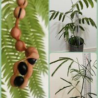 エバーフレッシュ,エバーフレッシュの種,PR,サカタのタネ,パワフルシリカモニターの画像