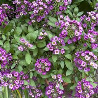 スイートアリッサム の画像