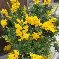 ヒメエニシダの画像