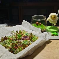 多肉植物,ネコ好き,苔テラリウム,タニラー,猫のいる生活の画像